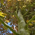 Fagus sylvatica 'Atropunicea' - 3