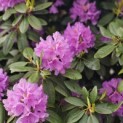 Rhododendron 'Catawbiense Grandiflorum - mei