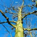 Platanus x hispanica