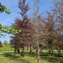 Fagus sylvatica 'Atropunicea' - 4