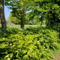 Fagus sylvatica - beukenhaag in combinatie met vogelbosje en doorkijkje