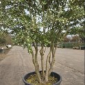 Osmanthus x Burkwoodii - 7
