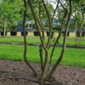 Amelanchier lamarckii - Afbeelding 2