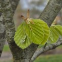Fagus sylvatica 'Zlatia' - Foto 1