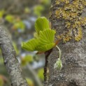Fagus sylvatica 'Zlatia' - Foto 2