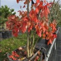 Acer Rubrum. - 1