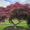 Acer palmatum 'Garnet' - 2