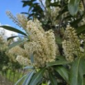 Prunus laur. Caucasica - 4