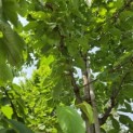 Prunus avium 'Regina' - Foto 1