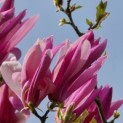 Magnolia 'Susan' - 1