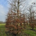 Fagus sylvatica 'Atropunicea' - 4
