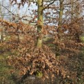 Fagus sylvatica 'Atropunicea' - 3