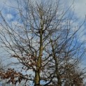 Fagus sylvatica 'Atropunicea' - 2