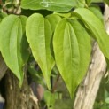 Heptacodium miconioides - Foto 2