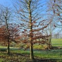 Carpinus betulus - 4