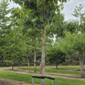 Idesia Polycarpa - 1