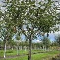 Malus domestica 'Jonagold' - 2