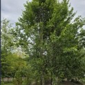 Carpinus betulus 'Frans Fontaine'   (Fastigiata) - Foto 1