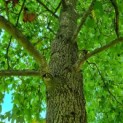 Liquidambar styraciflua - Afbeelding 1