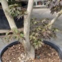 Acer palmatum 'Matsukaze' - 4