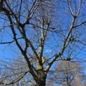 Tilia cordata 'Oldenbelt' - 2