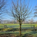 Acer campestre - Foto 1