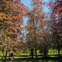 Fagus sylvatica 'Atropunicea' - 3