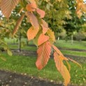 Carpinus betulus - 3
