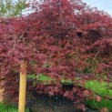 Acer palmatum 'Garnet' - Foto 5