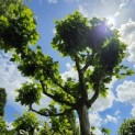 Platanus cultivar - Foto 1