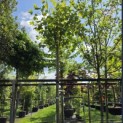 Liriodendron tulipifera 'Edward Gursztyn' - Foto 2