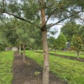 Pinus sylvestris - Foto 7