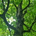 Carpinus Betulus - Afbeelding 5