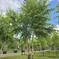 Betula nigra - 4