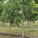 Juglans nigra - Foto 8