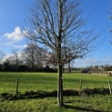 Carpinus Betulus - februari 2025