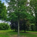 Cercidiphyllum japonicum - Afbeelding 1