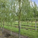 Salix x sepulcralis 'Chrysocoma' - Foto 1