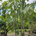 Davidia involucrata 'Sonoma' - 5