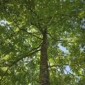 Gleditsia triacanthos ‘Sunburst' - 7