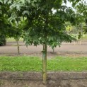 Liquidambar styraciflua - 2