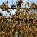 Tilia americana 'Nova' - Afbeelding 1024 november 2022. 3 etages