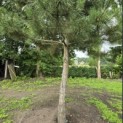 Pinus nigra 'Nigra' - 4