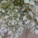 Fagus sylvatica 'Atropunicea' - 3