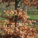 Fagus sylvatica - 8