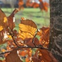 Fagus sylvatica - 7