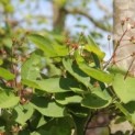 Amelanchier lamarckii, krentenboompje
