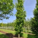 Fagus sylvatica 'Dawyck Gold'