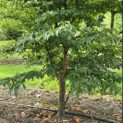 Stewartia Rostrata - 2