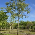 Amelanchier lamarckii - Foto 1